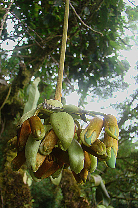 Oxeye bean: From the cloud forest of Monteverde, Costa Rica. In context at www.dixpix.ca/meso_america/Flora/faboid/index.html