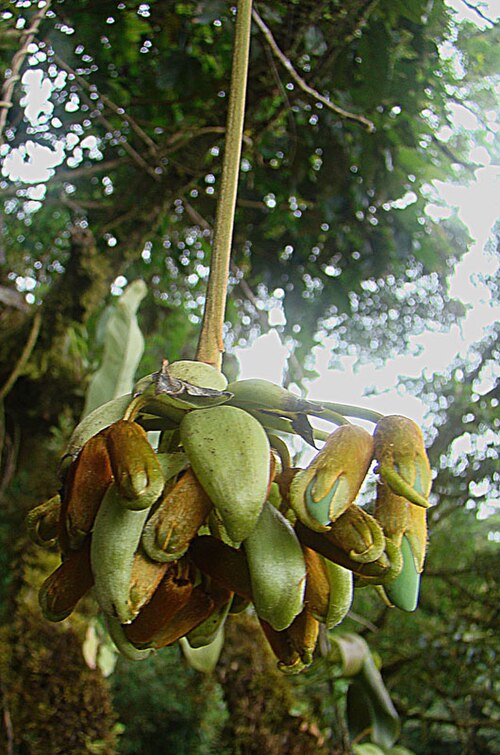 Oxeye bean: From the cloud forest of Monteverde, Costa Rica. In context at www.dixpix.ca/meso_america/Flora/faboid/index.html