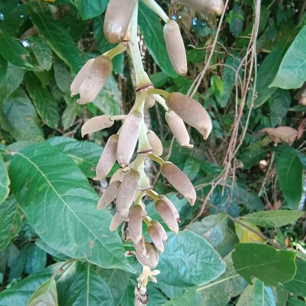 Oxeye bean (Mucuna urens)