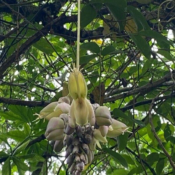Oxeye bean (Mucuna urens)