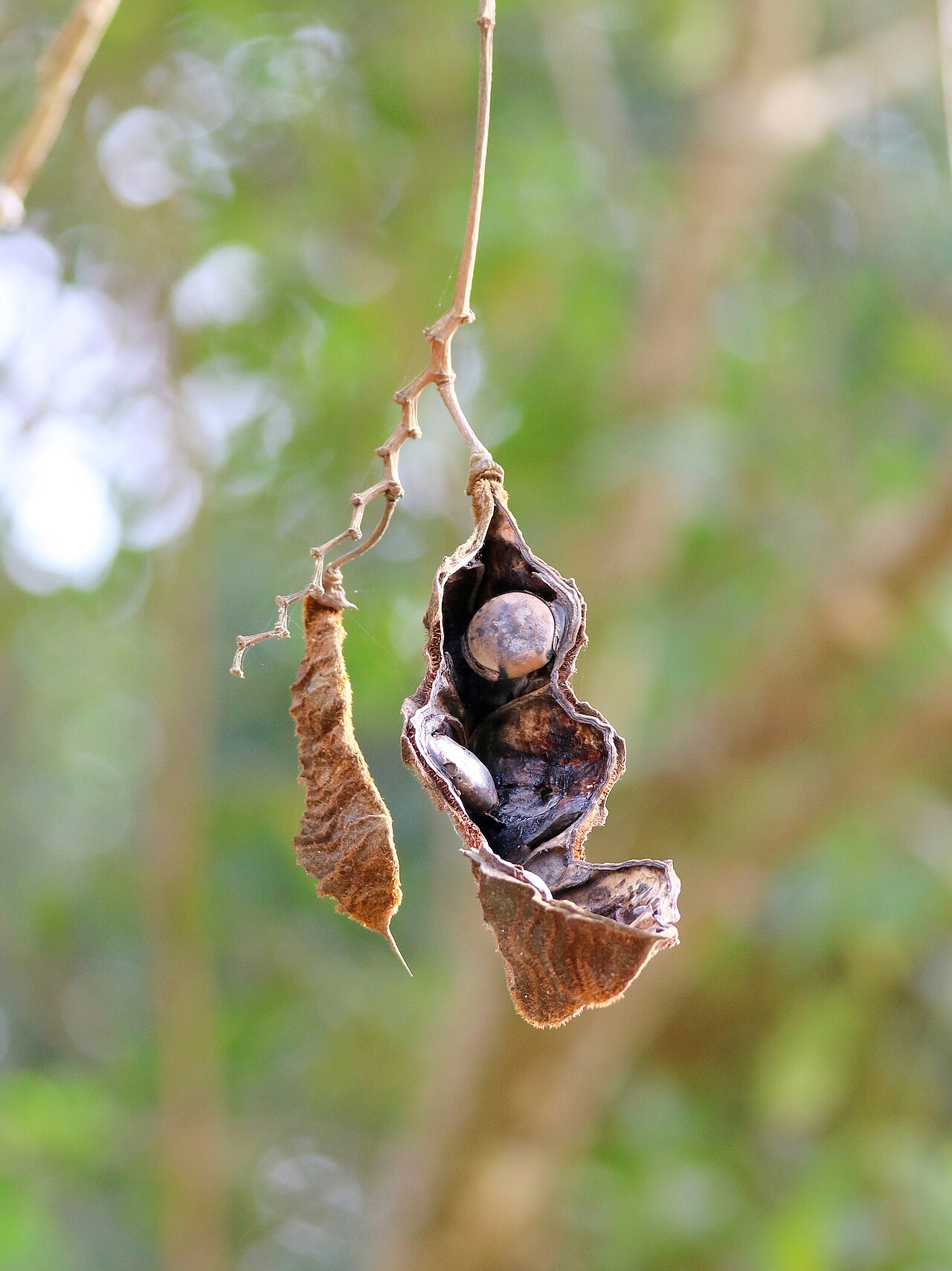 Oxeye bean: Mucuna urens, São Francisco do Sul, SC, 89240-000, 2023-07-01 (iNaturalist).