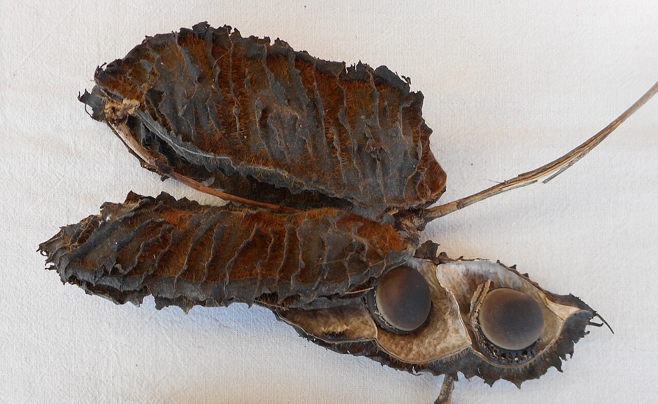 Oxeye bean: Gousses et graines de Mucuna urens