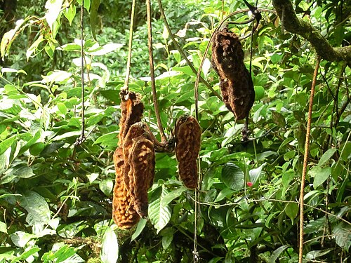 Oxeye bean: Mucuna urens fruits hanging from a tree. Costa Rica, Monteverde Cloud Forest Reserve, Selvatura hanging bridges walkway, ca 1500 m.
