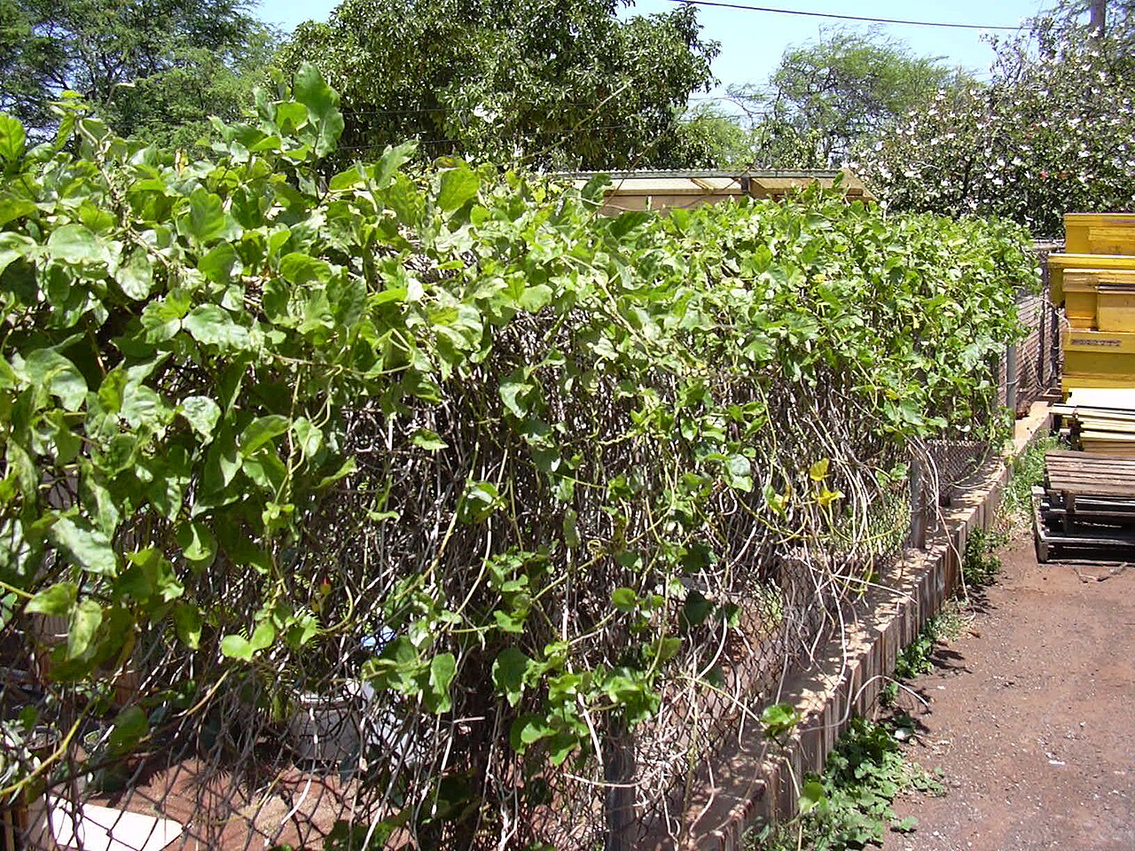 Oxeye bean: Mucuna urens , or Mucuna sloanei var. sloanei ? (habit). Location: Maui, State nursery Kahului