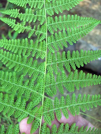 Cuplet fern: Hay Scented Fern sori