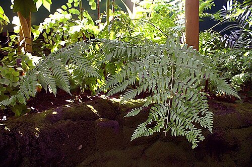 Southern hayscented fern: Location taken: the New York Botanical Garden. Names: Dennstaedtia globulifera (Poir.) Hieron., Beaded Cuplet Fern, Southern Hay-Scented Fern, Southern Hayscent