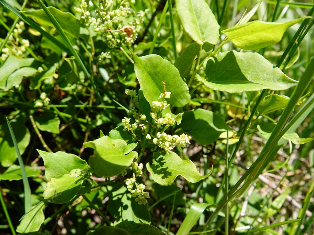 Muehlenbeckia australis (Muehlenbeckia australis)