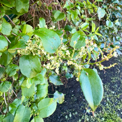 Muehlenbeckia australis (Muehlenbeckia australis)
