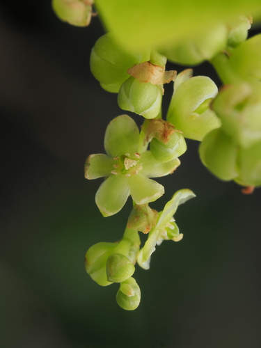 Muehlenbeckia australis (Muehlenbeckia australis)