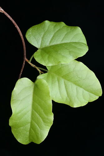 Muehlenbeckia australis (Muehlenbeckia australis)