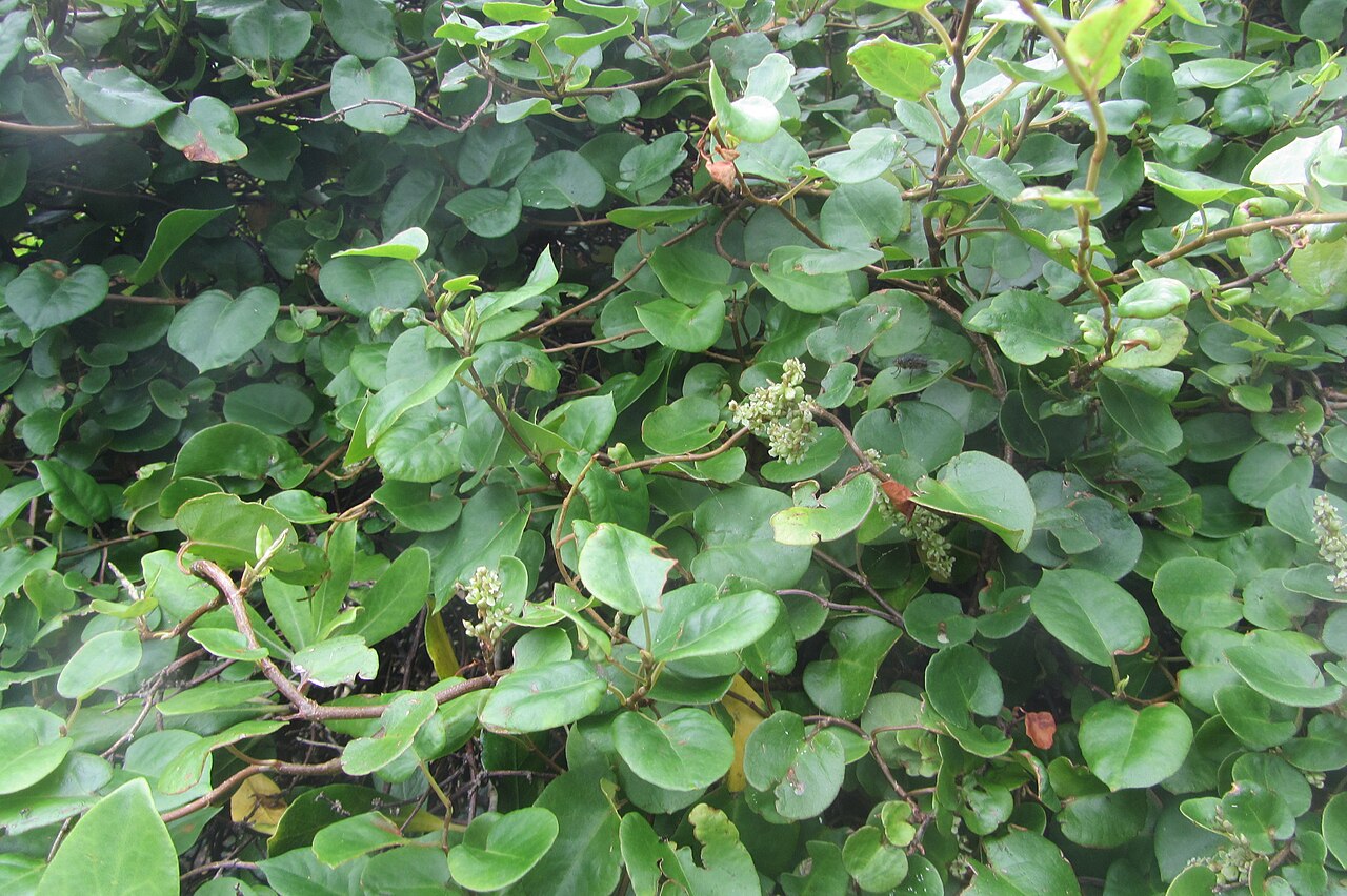 Muehlenbeckia australis (Muehlenbeckia australis)