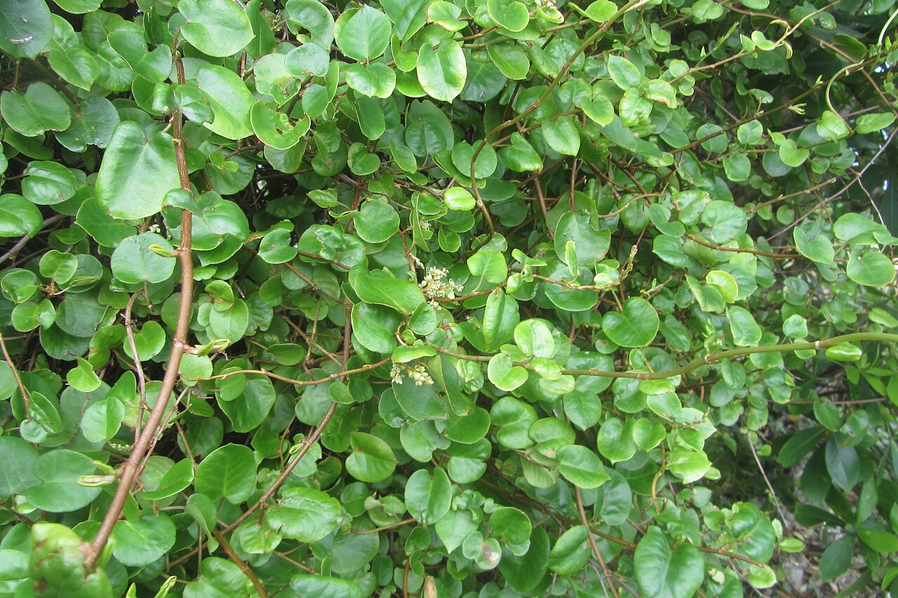 Muehlenbeckia australis (Muehlenbeckia australis)