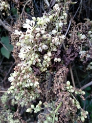 Muehlenbeckia australis (Muehlenbeckia australis)