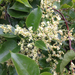 Muehlenbeckia australis (Muehlenbeckia australis)