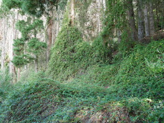Muehlenbeckia australis (Muehlenbeckia australis)