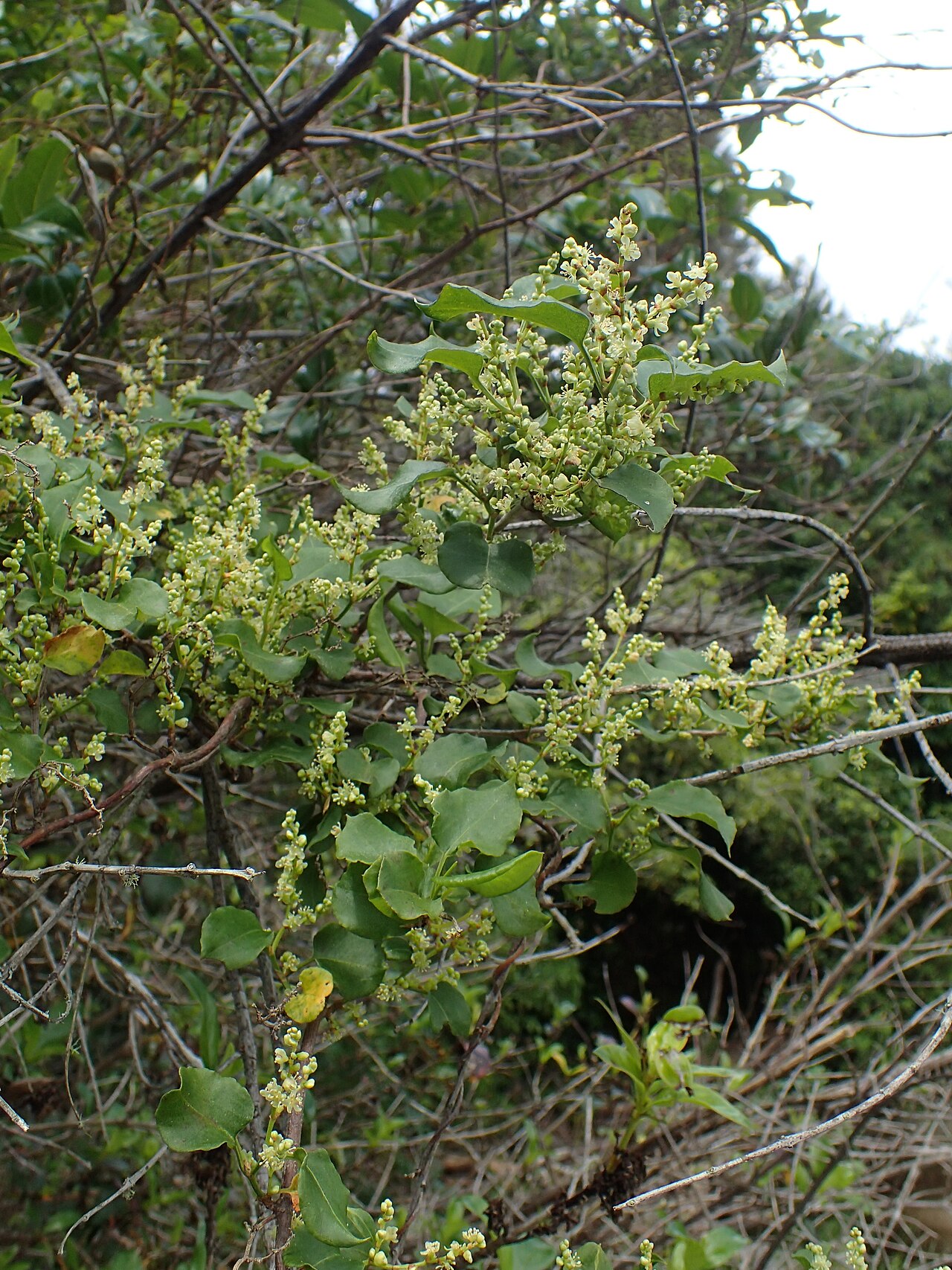 Muehlenbeckia australis: Muehlenbeckia australis in Maruia Falls by Shenandoah, Tasman