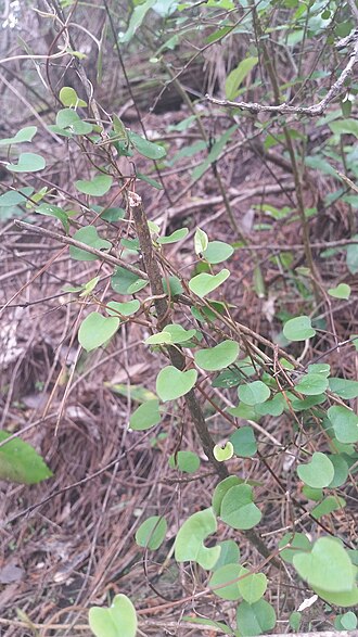 Muehlenbeckia australis: Muehlenbeckia australis