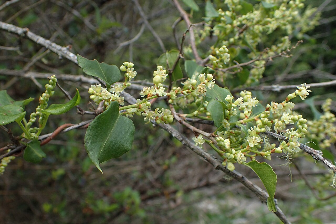Muehlenbeckia australis: Muehlenbeckia australis in Maruia Falls by Shenandoah, Tasman