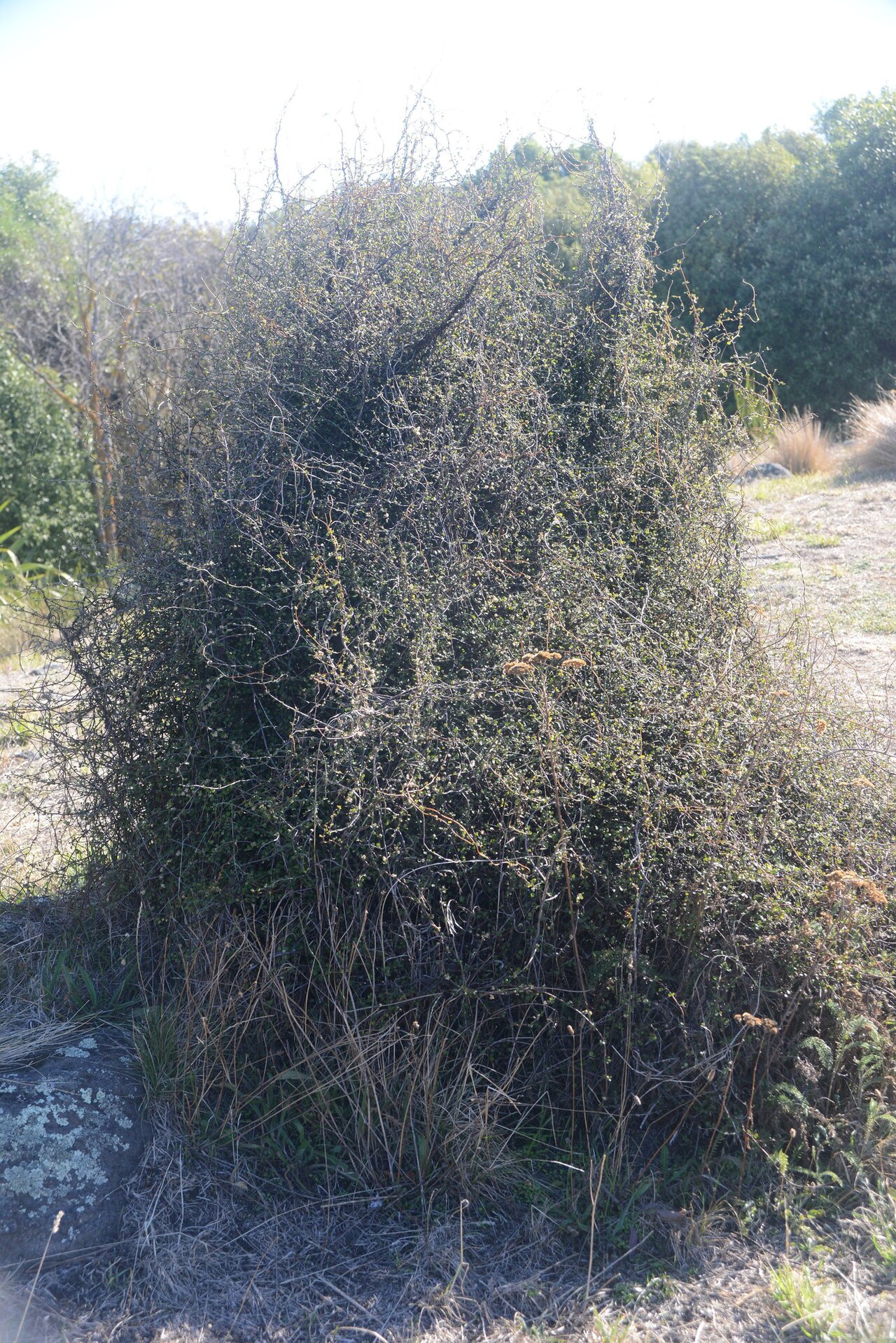 Maidenhair vine: Scrambling pohuehue