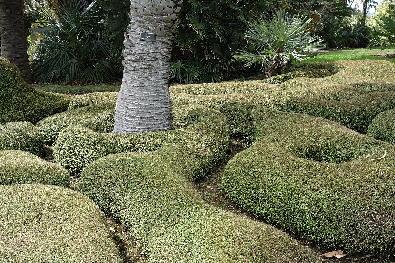 Maidenhair vine: Huntington Botanical Gardens - San Marino, California, USA.