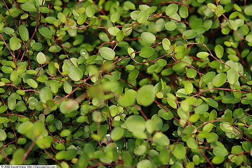Maidenhair vine: Location taken: Greenstreet Growers, Lothian, MD, USA. Names: Muehlenbeckia complexa 'Creeping Wirevine' , Creeping Wirevin Classification: Plantae > Tracheophy