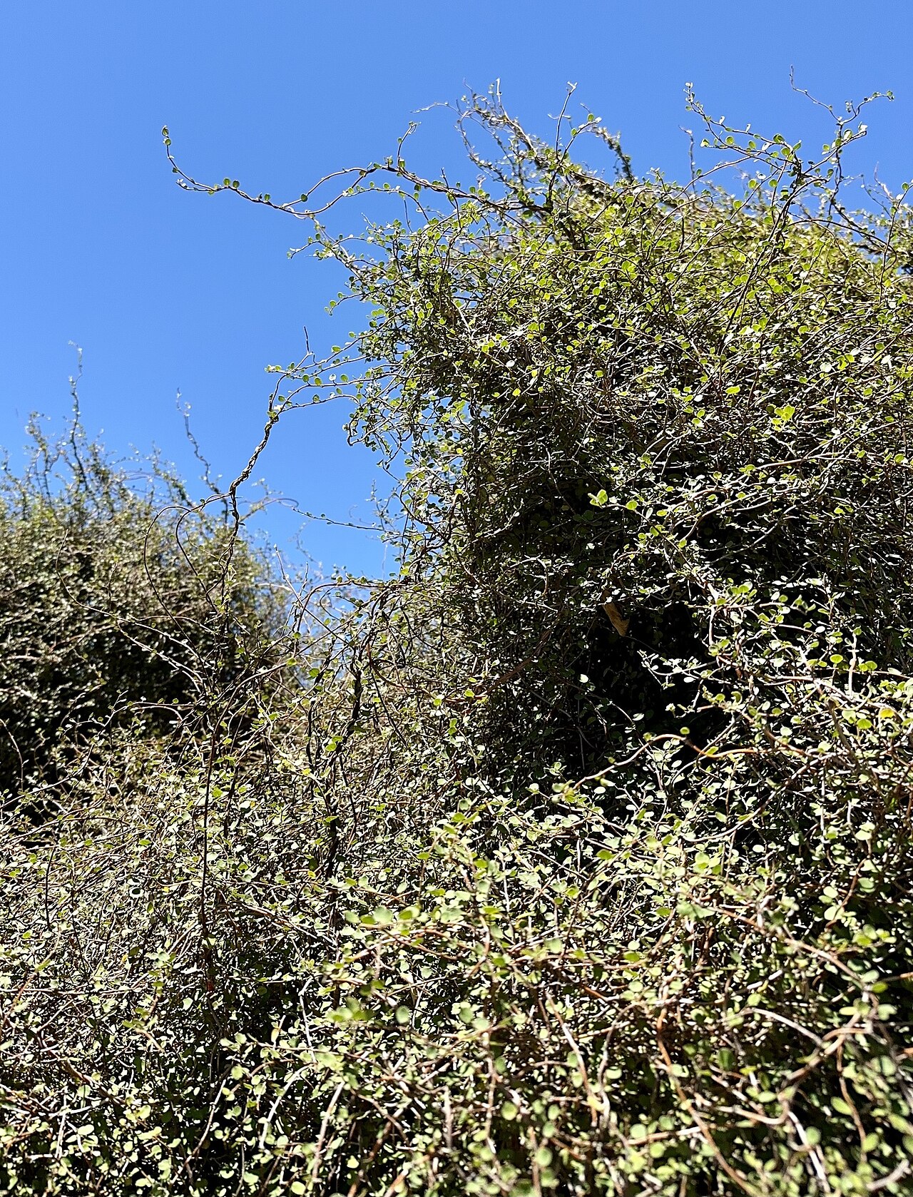 Maidenhair vine: Scrambling pohuehue