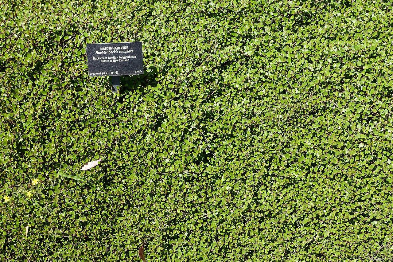 Maidenhair vine: Botanical specimen in the VanDusen Botanical Garden - Vancouver, BC, Canada.