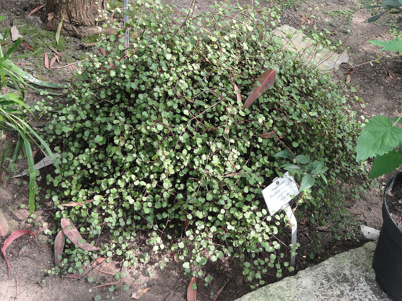 Maidenhair vine: Muehlenbeckia complexa specimen in the Botanischer Garten Freiburg, Freiburg im Breisgau, Baden-Württemberg, Germany.