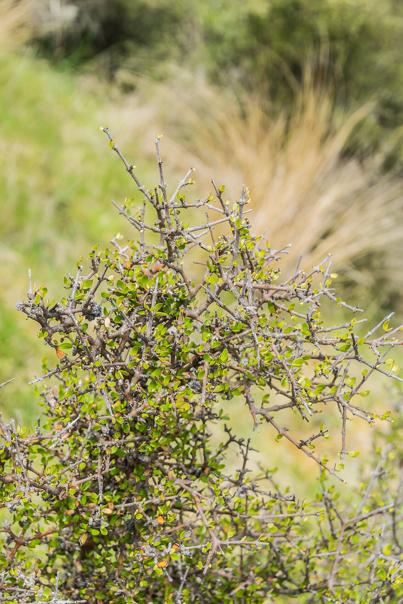 Maidenhair vine: Muehlenbeckia complexa in Burwood Bush Scientific Reserve in Southland region, South Island of New Zealand