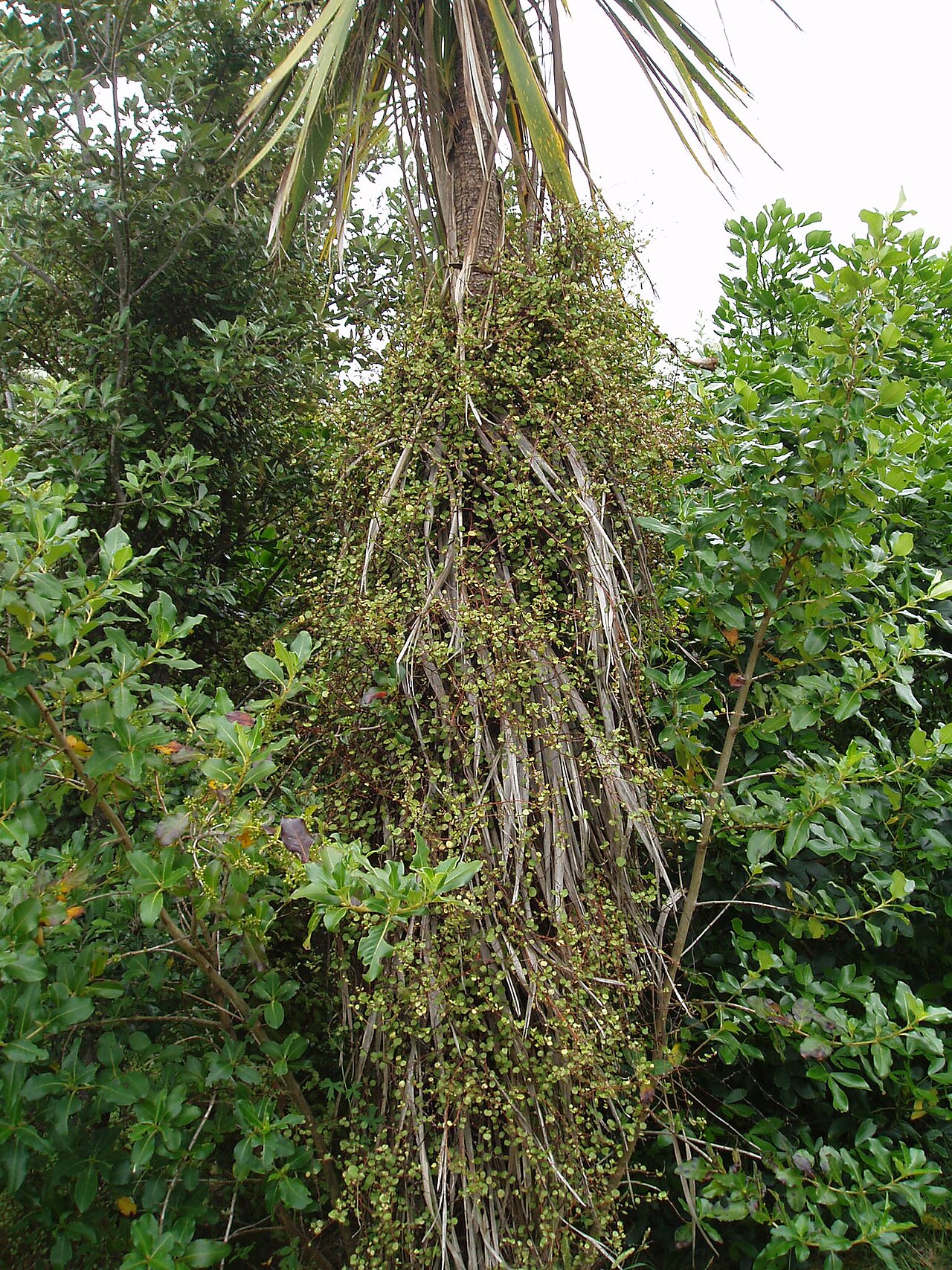 Maidenhair vine (Muehlenbeckia complexa)
