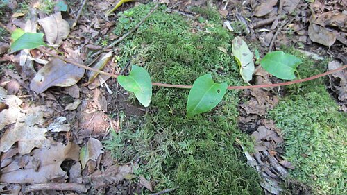 Muehlenbeckia hastulata: Figure 4a Muehlenbeckia hastulata