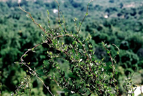 Muehlenbeckia hastulata: A messy wirevine of Chile and Argentina, known as Quilo. In context at www.dixpix.ca/sth_cordillera/flora/pokebuck/index.html