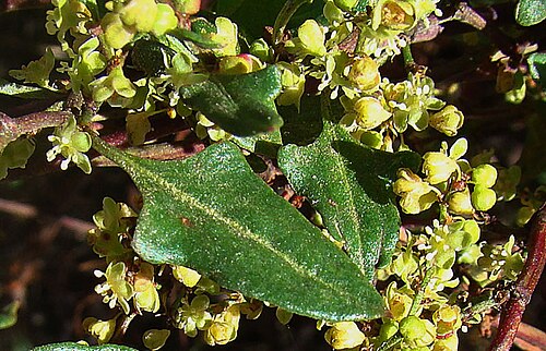Muehlenbeckia hastulata: Showing the leaf and minute flowers of the Quilo wirevine. In context at www.dixpix.ca/sth_cordillera/flora/pokebuck/index.html