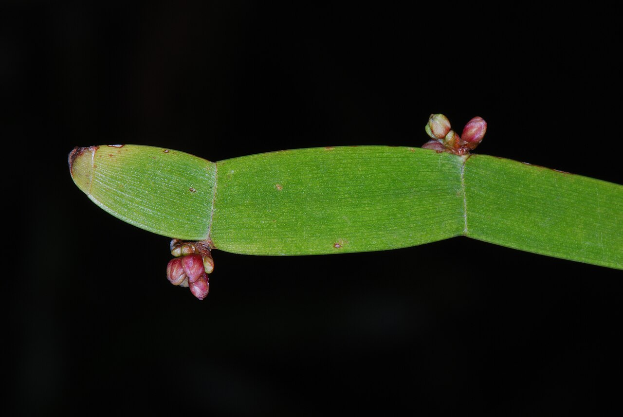 Ribbonbush: Homalocladium platycladum