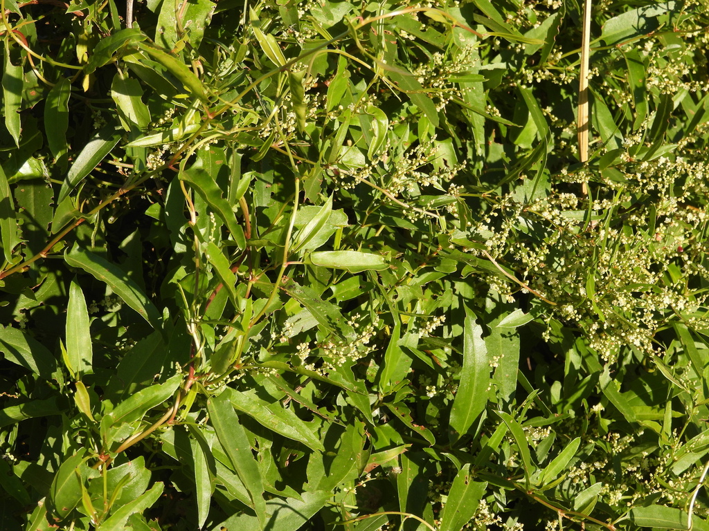 Muehlenbeckia sagittifolia (Muehlenbeckia sagittifolia)