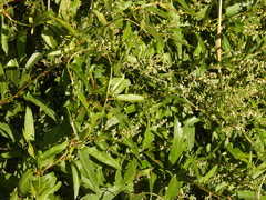 Muehlenbeckia sagittifolia (Muehlenbeckia sagittifolia)