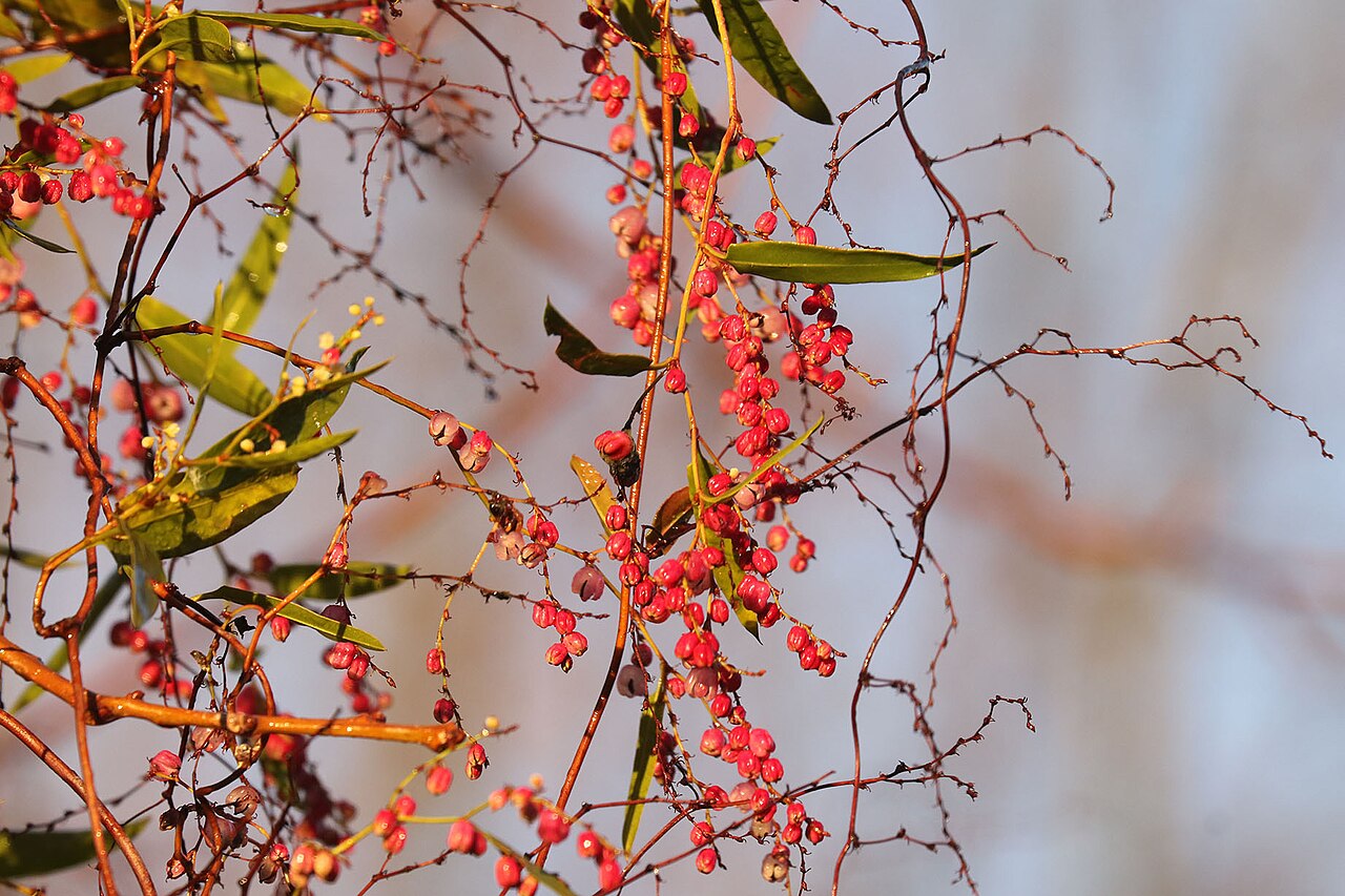Muehlenbeckia sagittifolia: Maidenhair Vine ( Muehlenbeckia sagittifolia ) in Argentina