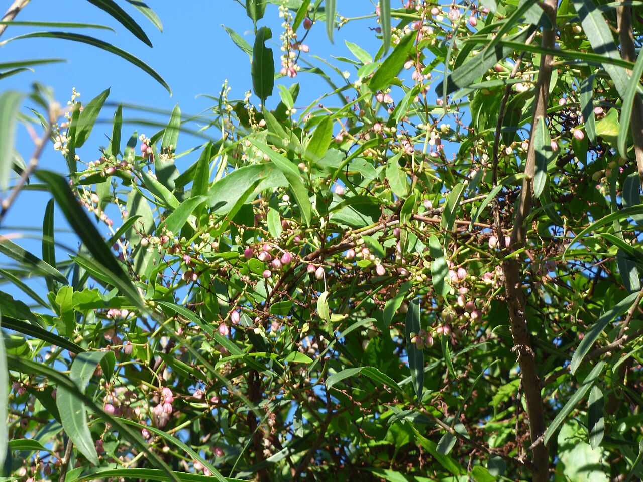 Muehlenbeckia sagittifolia: Muehlenbeckia sagittifolia