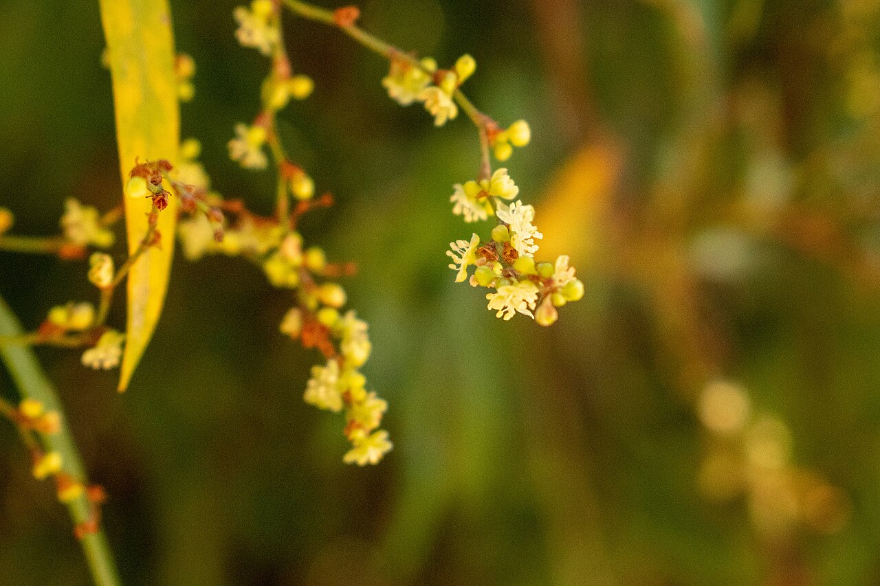 Muehlenbeckia sagittifolia: Maidenhair Vine ( Muehlenbeckia sagittifolia ) in Argentina