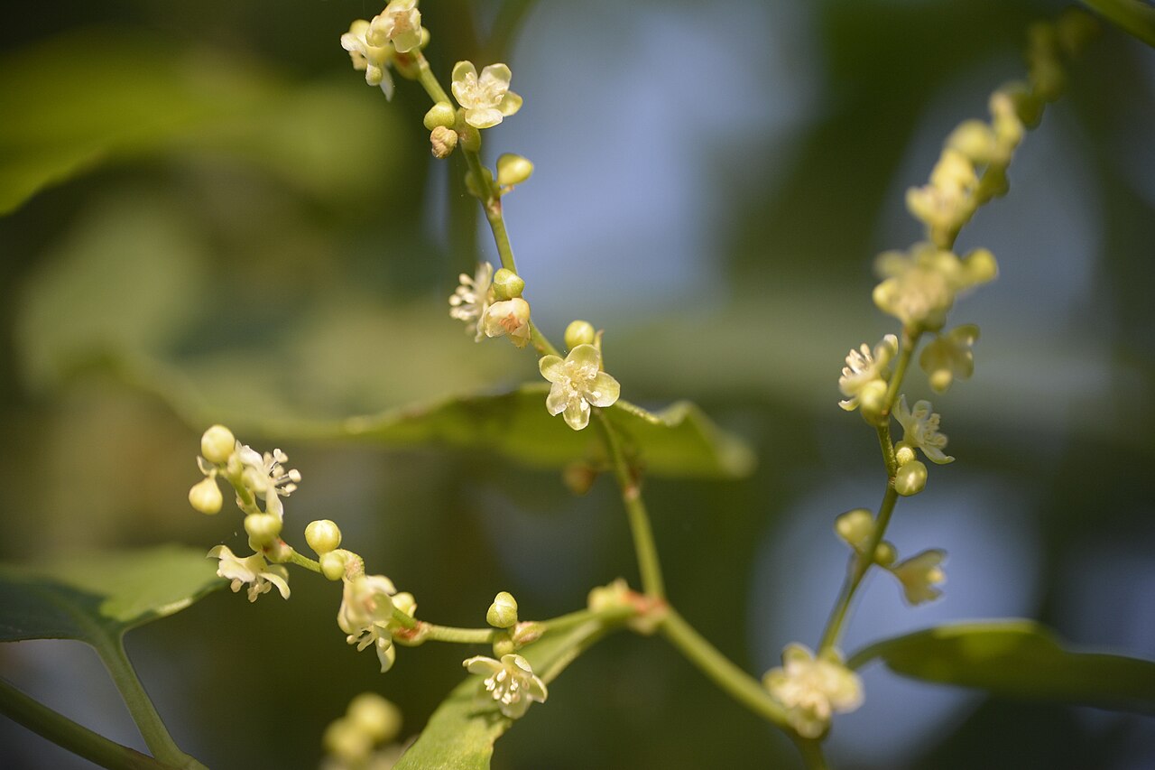 Muehlenbeckia sagittifolia: Maidenhair Vine ( Muehlenbeckia sagittifolia ) in Argentina