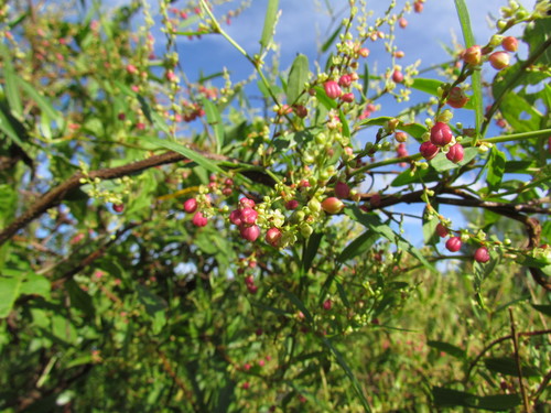 Muehlenbeckia sagittifolia (Muehlenbeckia sagittifolia)