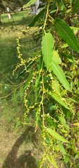 Muehlenbeckia sagittifolia (Muehlenbeckia sagittifolia)