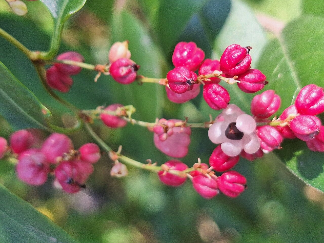 Muehlenbeckia sagittifolia: Maidenhair Vine ( Muehlenbeckia sagittifolia ) in Argentina