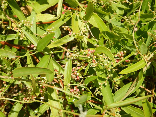 Muehlenbeckia sagittifolia (Muehlenbeckia sagittifolia)
