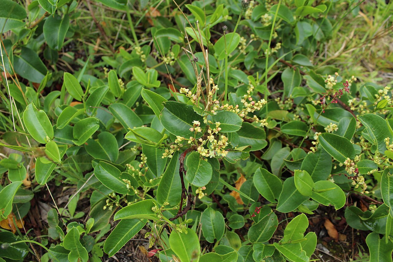 Muehlenbeckia tamnifolia: Muehlenbeckia tamnifolia. Species of plant.