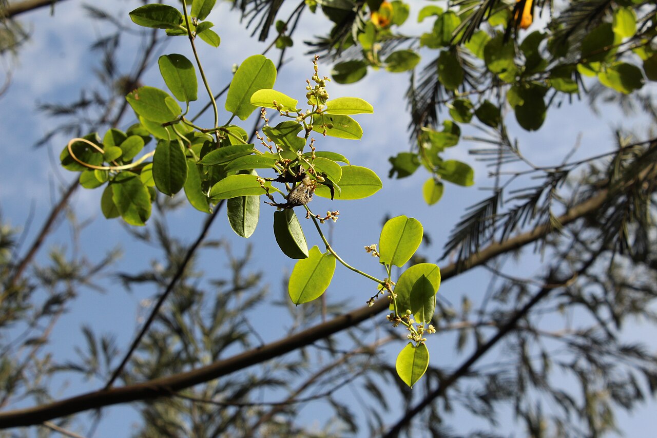 Muehlenbeckia tamnifolia: Muehlenbeckia tamnifolia en Tibasosa, Colombia.