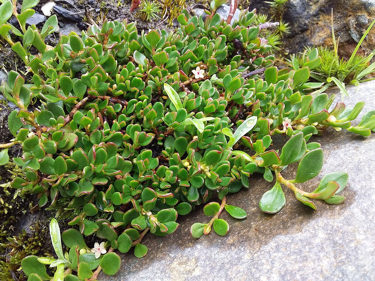 Muehlenbeckia volcanica: Muehlenbeckia volcanica in Bolivia