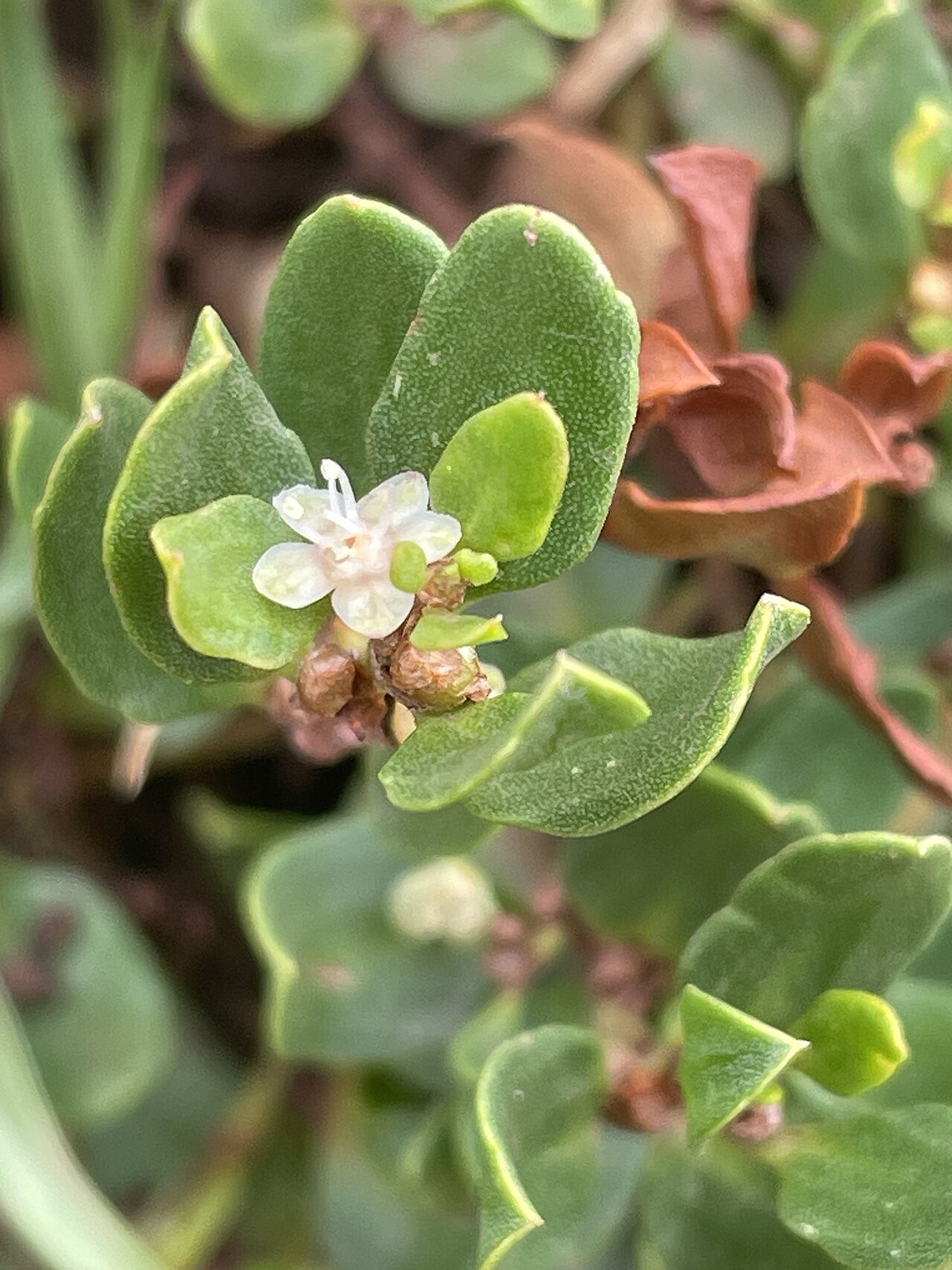 Muehlenbeckia volcanica: Muehlenbeckia volcanica in Peru