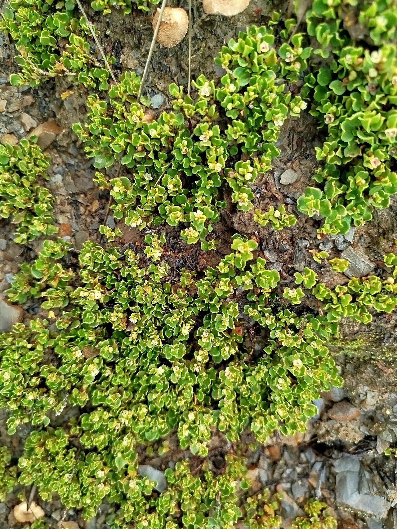 Muehlenbeckia volcanica: Muehlenbeckia volcanica in Bolivia