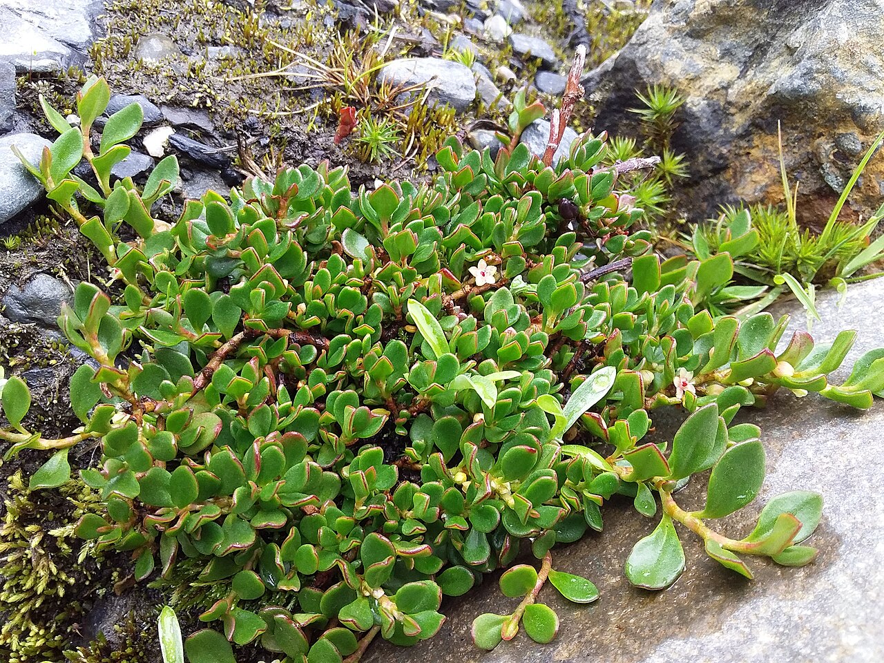 Muehlenbeckia volcanica: Muehlenbeckia volcanica in Bolivia